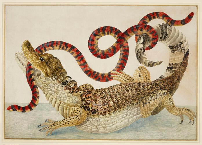 Common or Spectacled Caiman with South American False Coral Snake