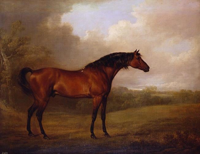 Portrait of a Bay Horse