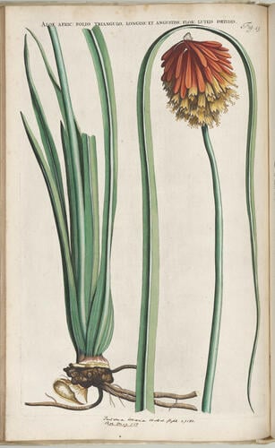 Horti medici Amstelodamensis rariorum, tam orientalis, quam occidentalis Indiae, aliarumque peregrinarum plantarum . . . descriptio et icones ; t. 2 / by Joannes Commelinus ; edited by Fredericus Ruyschius and Franciscus Kiggelarius