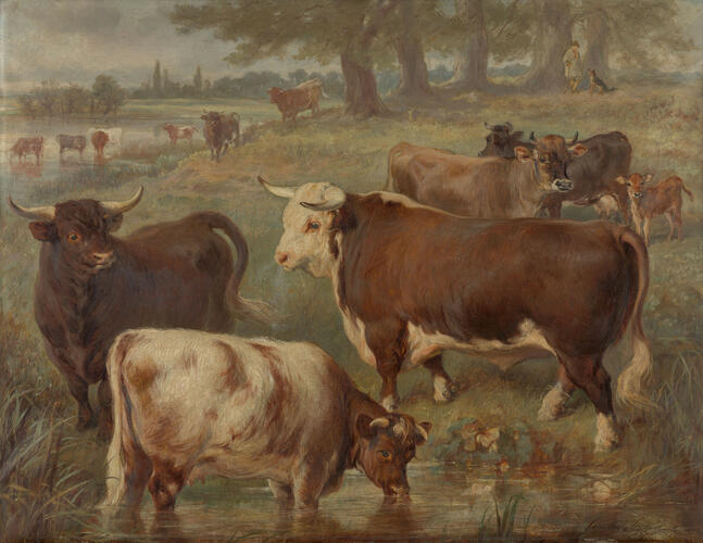 Favourite Cattle at Windsor Favourite Cattle at Windsor