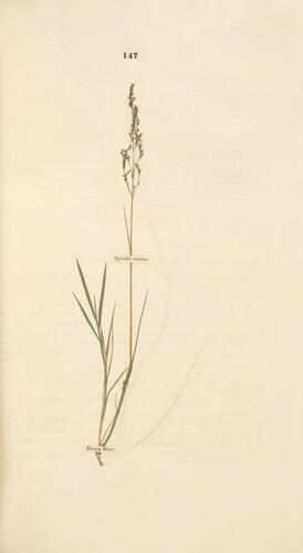 Hortus Gramineus Woburnensis : or an account of the results of experiments on the produce and nutritive qualities of different grasses, and other plants . . . / by George Sinclair Hortus Gramineus Woburnensis : or an account of the results of experiments on the produce and nutritive qualities of different grasses, and other plants . . . / by George Sinclair