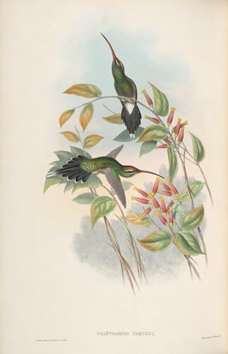 A Monograph of the Trochilidae, or family of humming-birds ; v. 1 / John Gould A Monograph of the Trochilidae, or family of humming-birds ; v. 1 / John Gould