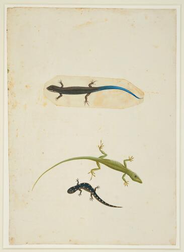 The Blue-tail Lizard, the Green Lizard of Jamaica and another lizard