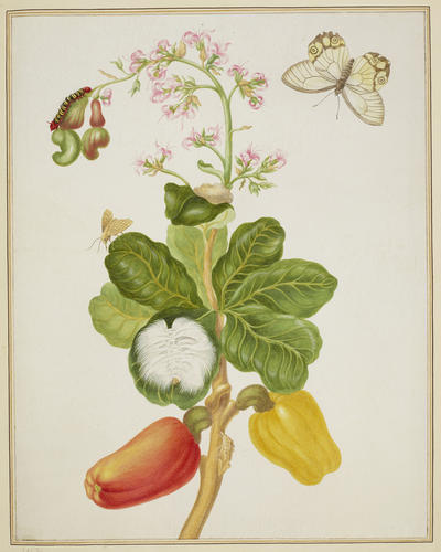 Branch of Cashew with Amber Phantom Butterfly and unidentified moth