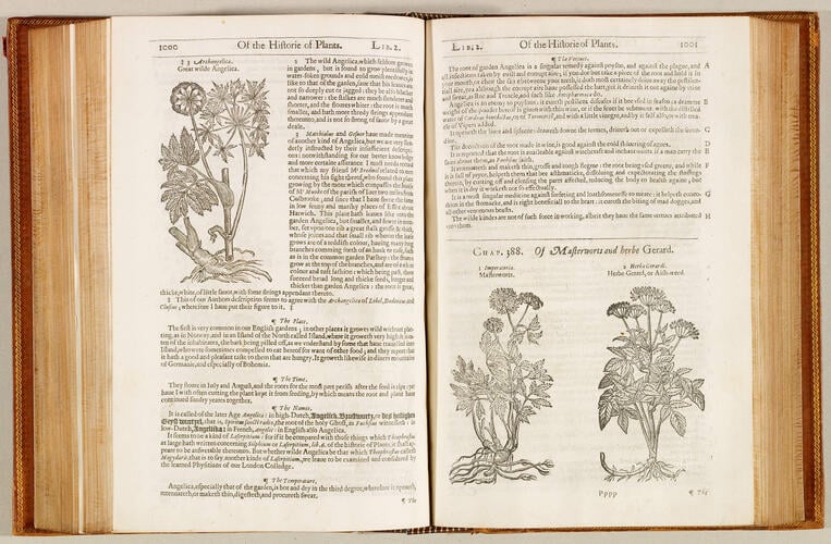 The Herball, or, Generall historie of plantes / by John Gerarde ; edited by Thomas Johnson The Herball, or, Generall historie of plantes / by John Gerarde ; edited by Thomas Johnson