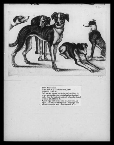 Five hounds Five hounds