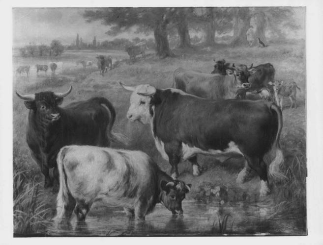 Favourite Cattle at Windsor