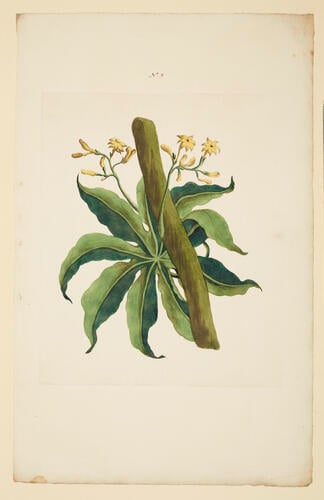A Collection of exotics from the Island of Antigua / by a Lady