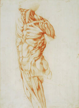 An anatomical study of a male torso