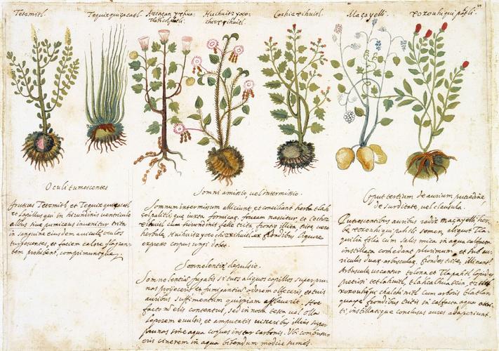 Page from a copy of an Aztec Herbal