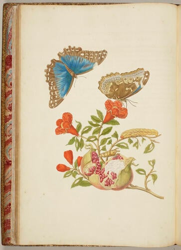 Metamorphosis insectorum Surinamensium. In qua erucae ac vermes Surinamenses, cum omnibus suis transformationibus, ad vivum delineatur & describuntur, singulis eorum in plantas, flores & fructus colloeatis, in quibus reperta sunt; tum etiam generatio ranarum, busonum rariorum, lacertarum, serpentatum, araconium & formicarium exhibitur, omnia in America ad virum naturalis magnitudinae picta atque descripta / per Mariam Sibyllam Merian Metamorphosis insectorum Surinamensium. In qua erucae ac vermes Surinamenses, cum omnibus suis transformationibus, ad vivum delineatur & describuntur, singulis eorum in plantas, flores & fructus colloeatis, in quibus reperta sunt; tum etiam generatio ranarum, busonum rariorum, lacertarum, serpentatum, araconium & formicarium exhibitur, omnia in America ad virum naturalis magnitudinae picta atque descripta / per Mariam Sibyllam Merian