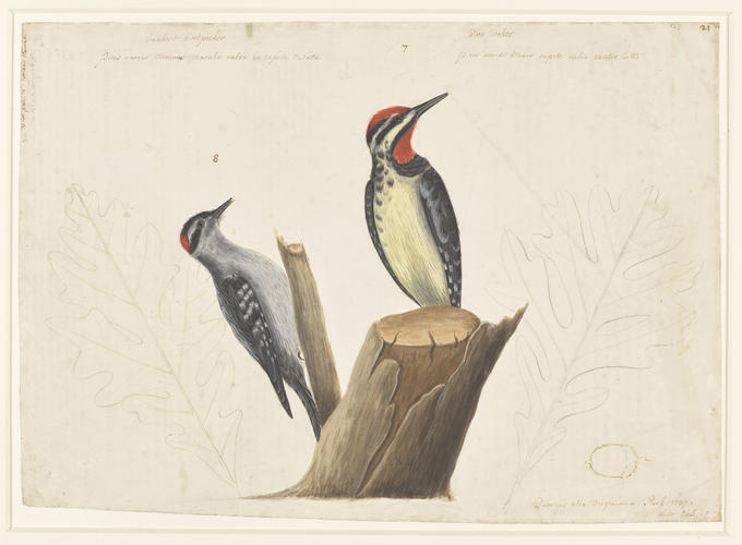The Yellow-bellied Wood-pecker, the Smallest Spotted Wood-pecker, the White Oak and the White Oak with pointed Notches