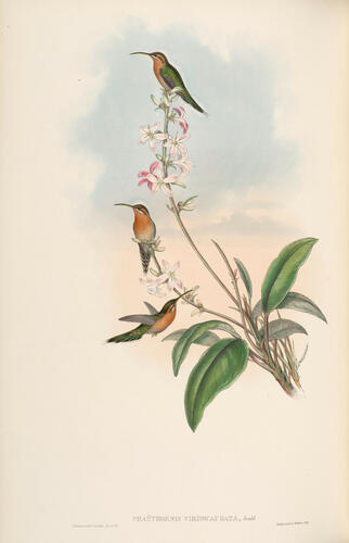 A Monograph of the Trochilidae, or family of humming-birds ; v. 1 / John Gould A Monograph of the Trochilidae, or family of humming-birds ; v. 1 / John Gould