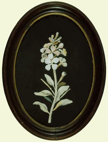 A specimen of Mrs Delany's flowers