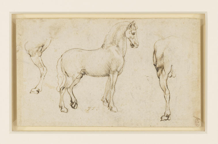 Studies of horses