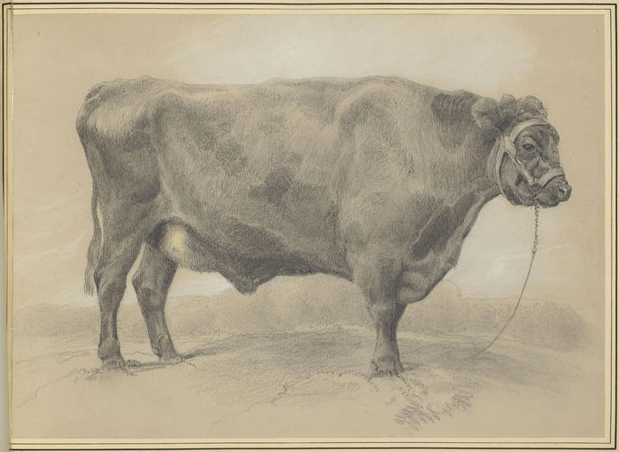 Black Aberdeenshire polled-ox. 	Exhibited at the Smithfield Club Cattle Show, Decmember 1849