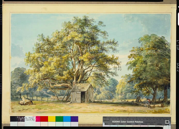 Windsor Great Park