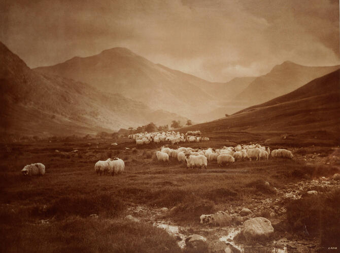 Landscape with sheep