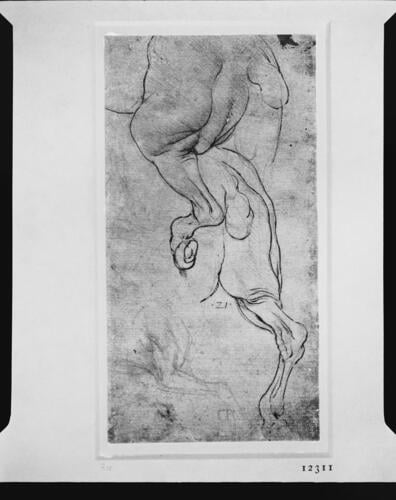 The hind-quarters of a horse