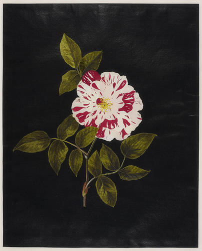York and Lancaster Rose