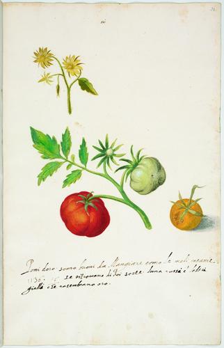 A sprig of a tomato plant
