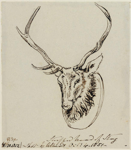 Stuffed head of stag shot by Albert Oct: 4 - 1851 -