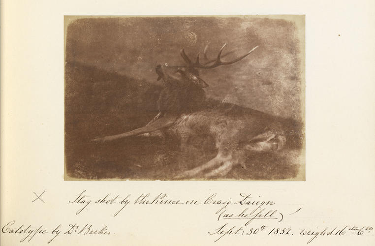Stag shot by the Prince of Craig Daiegn