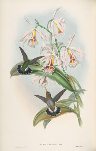 A Monograph of the Trochilidae, or family of humming-birds ; v. 1 / John Gould A Monograph of the Trochilidae, or family of humming-birds ; v. 1 / John Gould