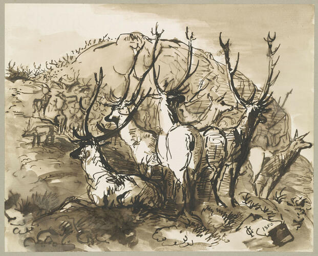 Stags and does, seen from the rear Stags and does, seen from the rear
