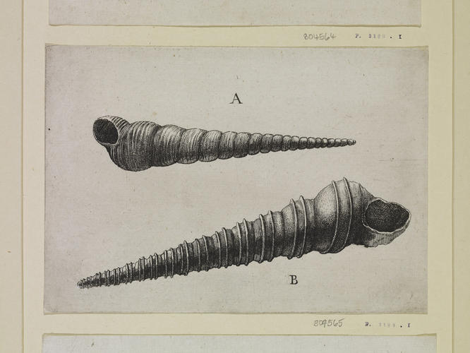 Two screw shells (Turritella spp. )