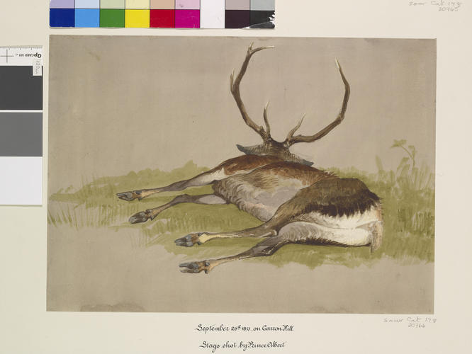 Dead stag shot on Carop Hill