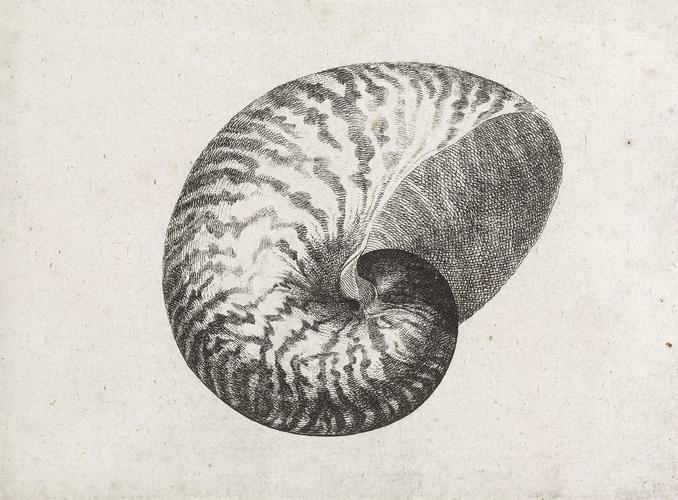 Chambered nautilus (Nautilus pompilius)