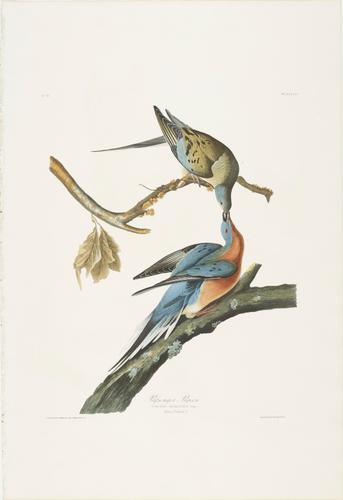 The Birds of America, from original drawings ; [v. 1] / by John James Audubon