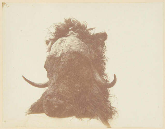 Head of musk ox Head of musk ox