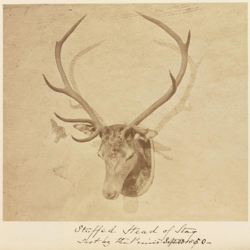 Stuffed head of a stag