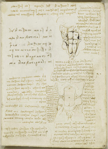 Recto: The male torso, with notes. Verso: The muscles of the torso
