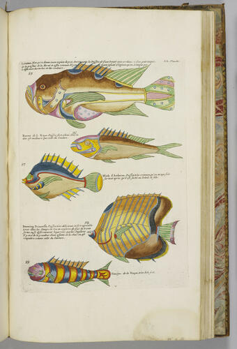 Poissons, écrevisses et crabes. . . que l'on trouve autour des Isles Moluques, et sur les côtes des Terres Australes. . . / Louis Renard