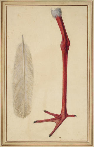 Leg and feather of a white stork