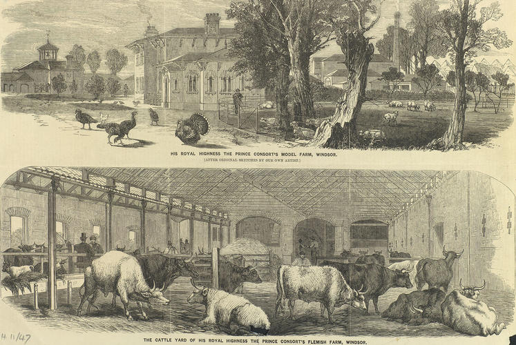 The Prince Consort's Model Farm, Windsor; The Cattle Yard of H. R. H. The Prince Consort's Flemish Farm, Windsor The Prince Consort's Model Farm, Windsor; The Cattle Yard of H. R. H. The Prince Consort's Flemish Farm, Windsor