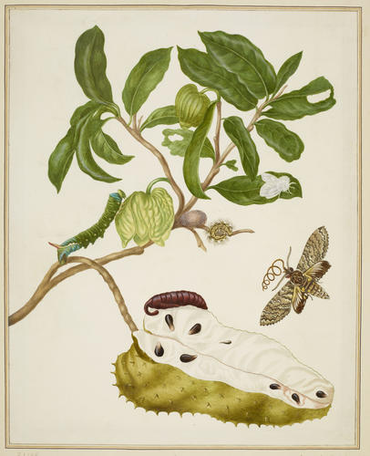 Prickly Custard Apple with Hawkmoth and Tussock or Flannel Moth