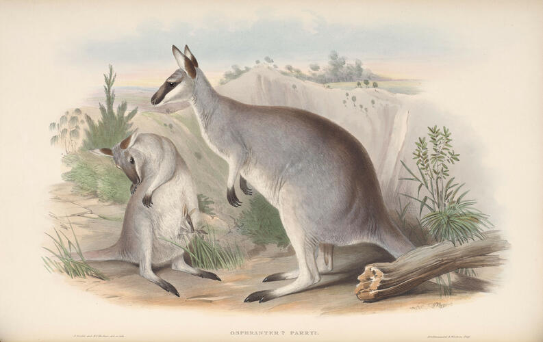 The Mammals of Australia ; v. 2 / by John Gould The Mammals of Australia ; v. 2 / by John Gould