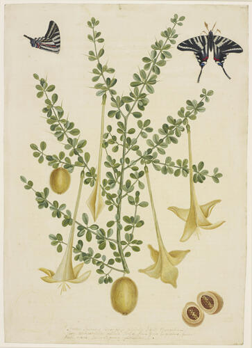 Prickly Apple with Zebra Swallowtail Butterfly