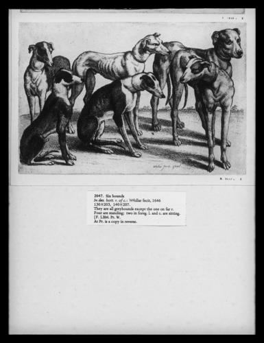 Six hounds Six hounds