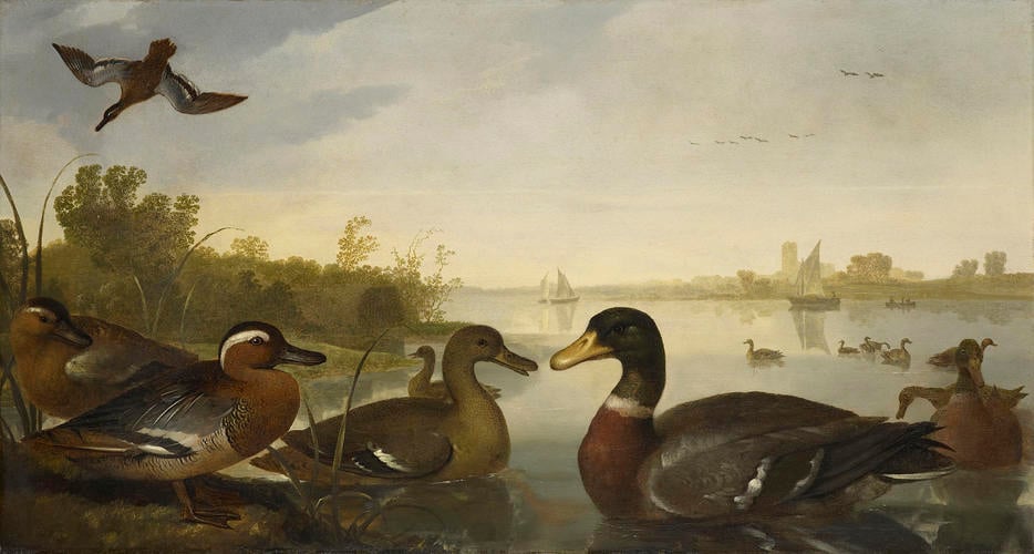 Ducks on the River Maas near Dordrecht