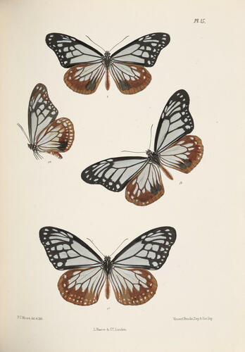 Lepidoptera Indica ; v. 1 / by F. Moore