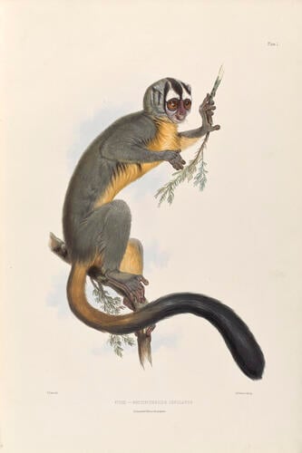 Gleanings from the Menagerie and Aviary at Knowsley Hall