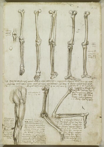 The bones and muscles of the leg (recto); The muscles of the shoulder, arm and neck (verso)
