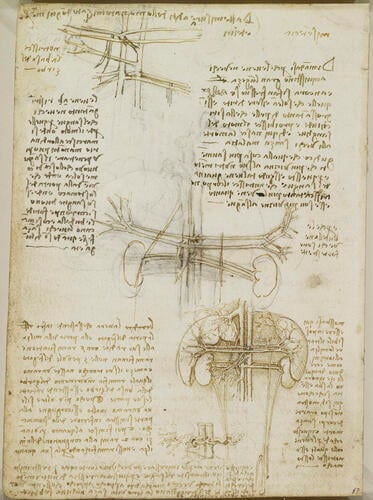 Recto: The heart compared to a seed. Verso: The vessels of liver, spleen and kidneys