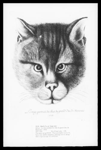 Head of a Cat (large size)