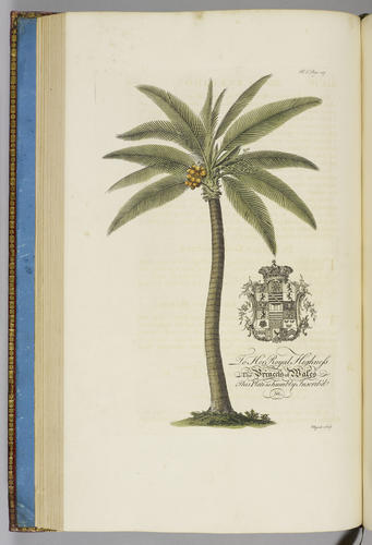 The Natural history of Barbados, in ten books / by Rev. Griffith Hughes The Natural history of Barbados, in ten books / by Rev. Griffith Hughes